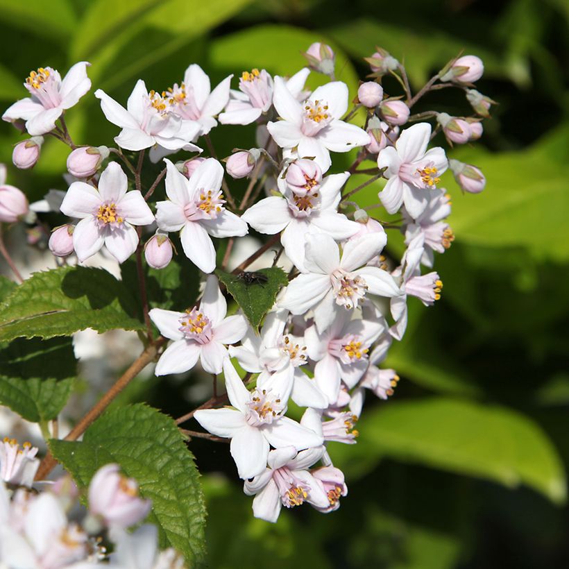 Deutzia Mont Rose (Floração)