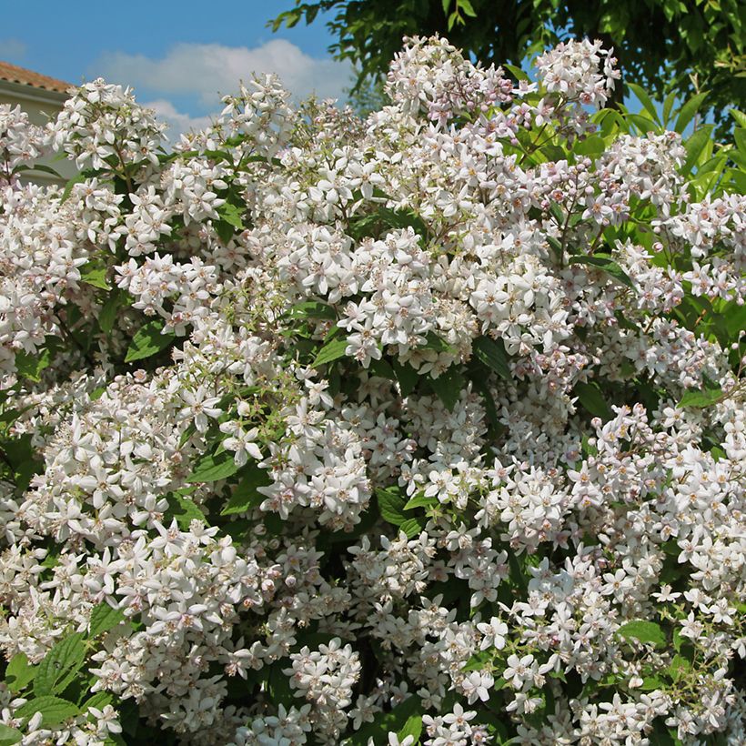 Deutzia Mont Rose (Hábito)
