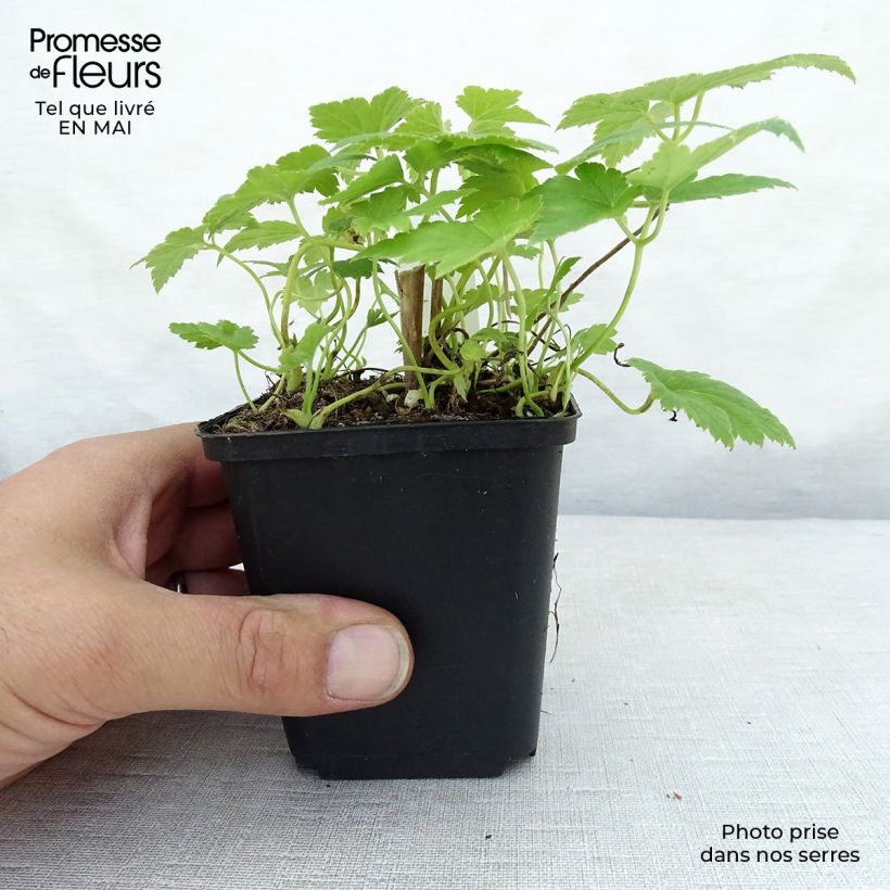 Amostra de Anémona-do-japão Pretty Lady Maria - Anemone hupehensis Vaso de 8/9 cm tal como entregue na primavera