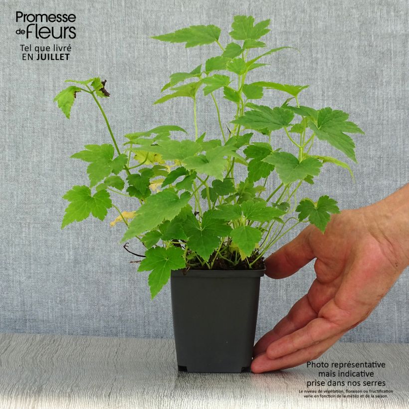 Amostra de Anémona-do-japão Pretty Lady Maria - Anemone hupehensis Vaso de 8/9 cm tal como entregue no verão
