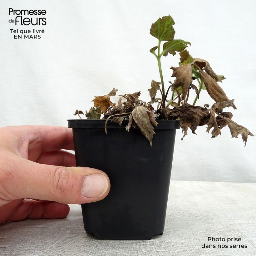 Amostra de Anémona-do-japão Pretty Lady Susan - Anemone hupehensis Vaso de 8/9 cm tal como entregue na primavera