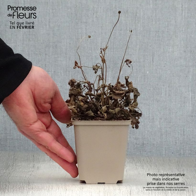 Amostra de Anémone japonaise Pretty Lady Susan Vaso de 8/9 cm tal como entregue no inverno