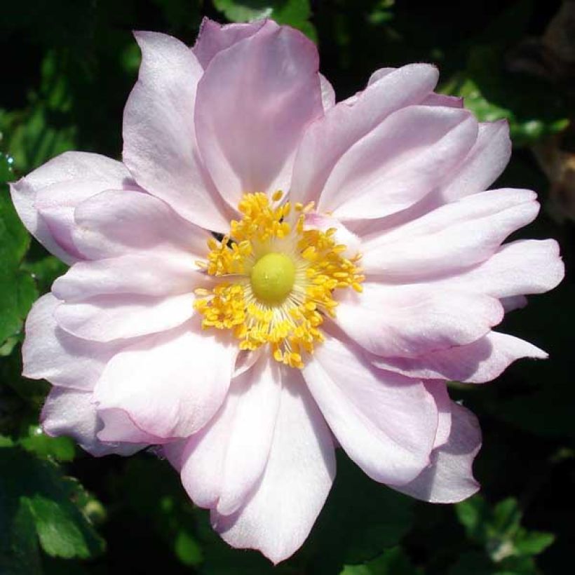 Anémona-do-japão Reine Charlotte - Anemone × hybrida (Floração)