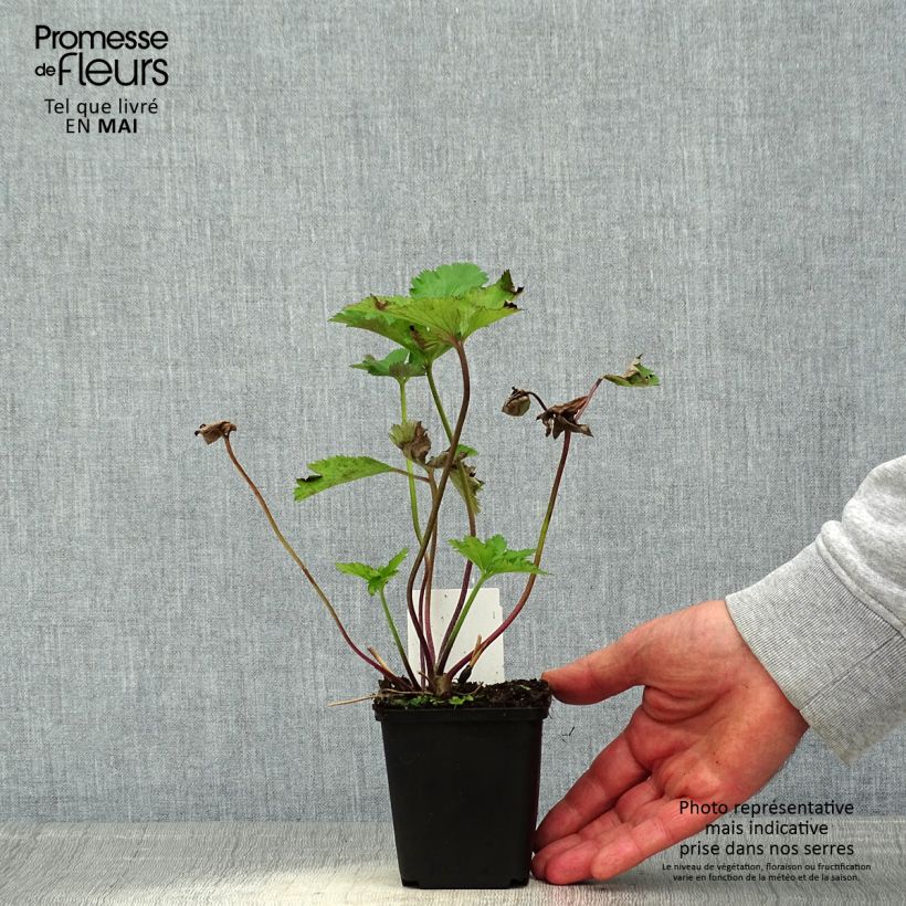 Amostra de Anémona-do-japão Regal Swan - Anemone Vaso de 8/9 cm tal como entregue na primavera