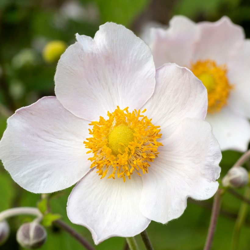Anémona-do-japão Regal Swan - Anemone (Floração)