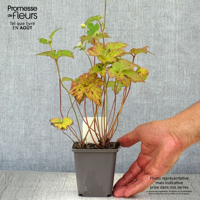 Amostra de Anémona-do-japão Reine Charlotte - Anemone × hybrida Vaso de 8/9 cm tal como entregue no verão