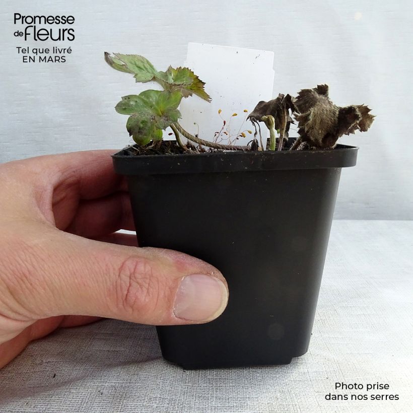 Amostra de Anémona-do-japão Reine Charlotte - Anemone × hybrida Vaso de 8/9 cm tal como entregue na primavera