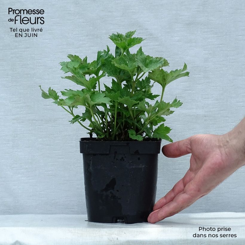 Amostra de Anémona-do-japão Reine Charlotte - Anemone × hybrida Vaso de 2 L/3 L tal como entregue no verão