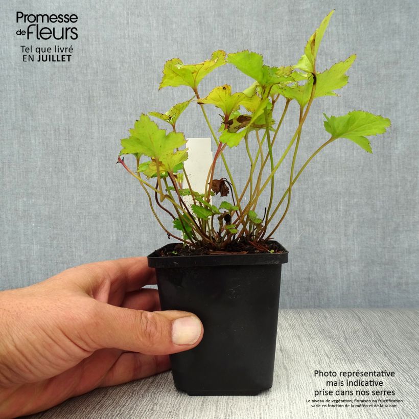Amostra de Anémona-do-japão Rosenschale - Anemone × hybrida Vaso de 8/9 cm tal como entregue no verão