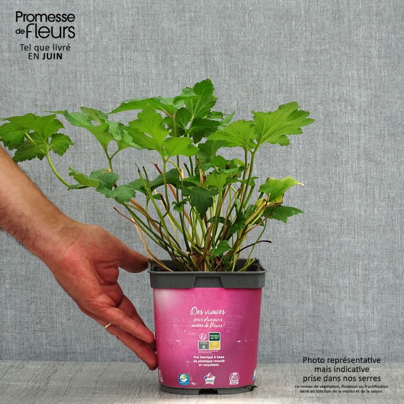 Amostra de Anémona-do-japão September Charm - Anemone hupehensis Vaso de 2 L/3 L tal como entregue no verão
