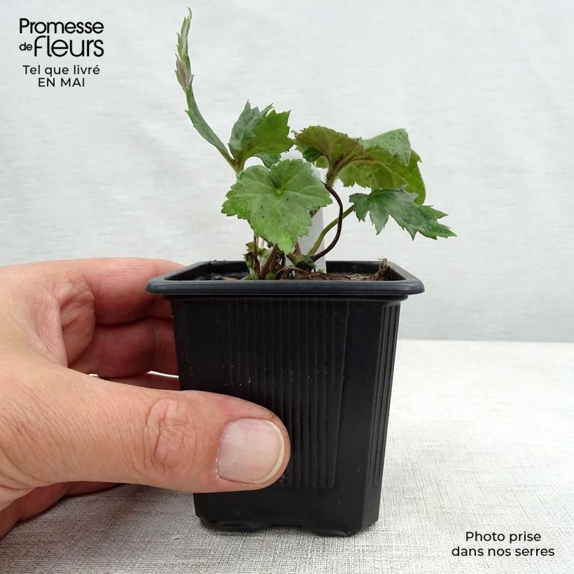 Amostra de Anémona-do-japão September Charm - Anemone hupehensis Vaso de 8/9 cm tal como entregue na primavera