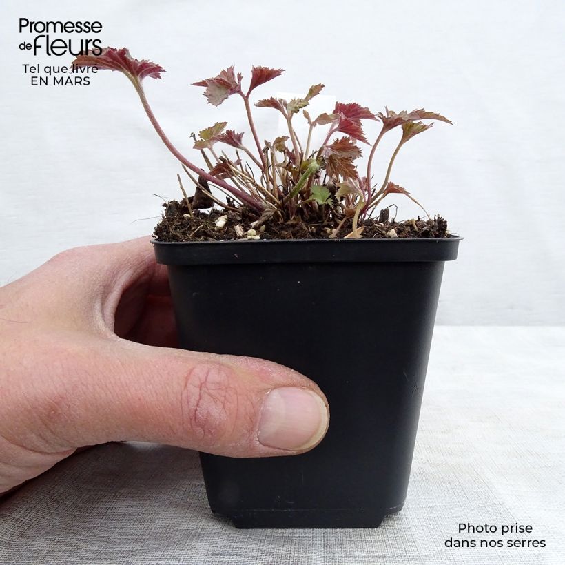 Amostra de Anémona-do-japão Splendens - Anemone hupehensis var. japonica Vaso de 8/9 cm tal como entregue na primavera