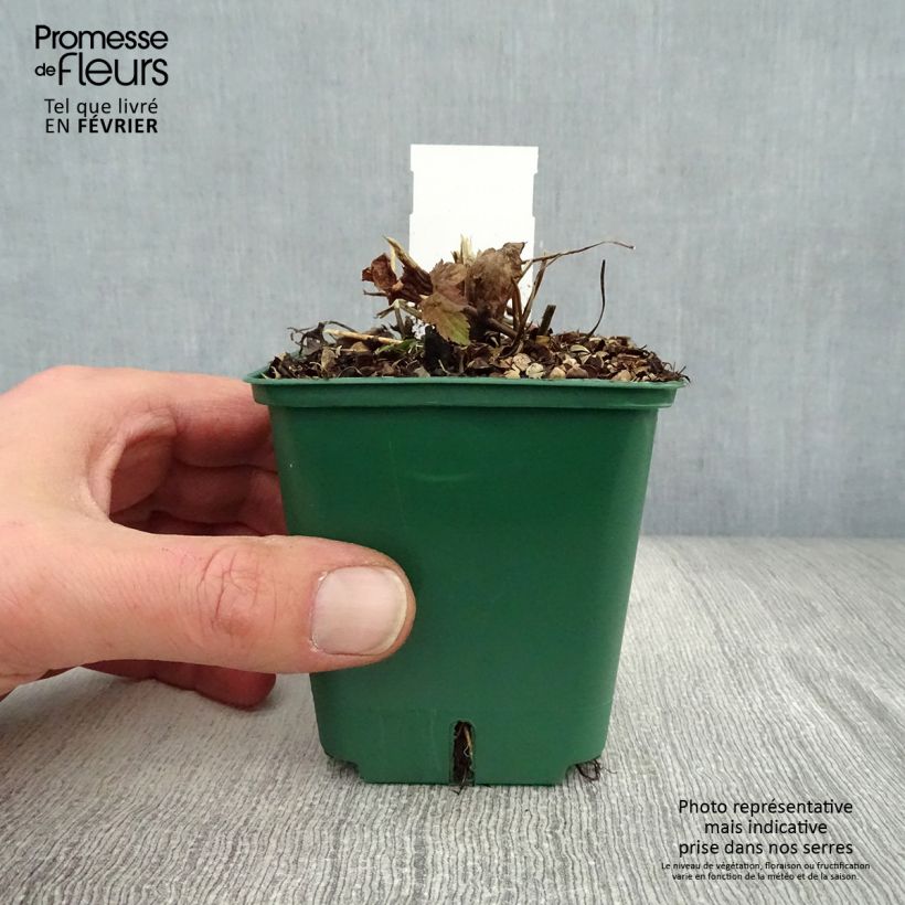 Amostra de Anémone japonaise Splendens - Anemone hupehensis var.japonica Vaso de 8/9 cm tal como entregue no inverno