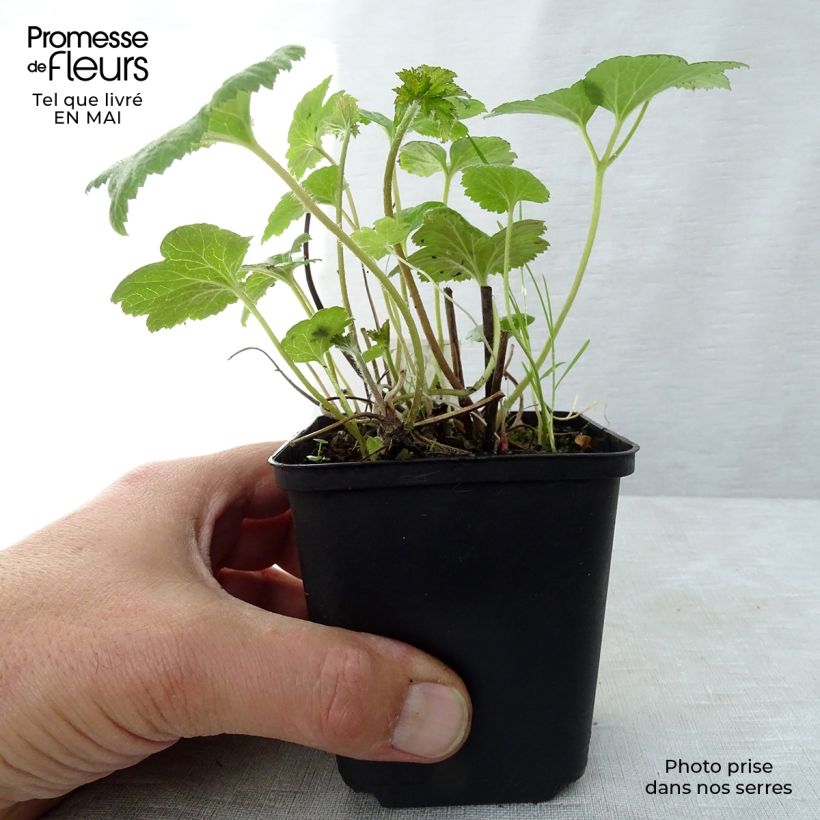 Amostra de Anémona-do-japão Whirlwind - Anemone × hybrida Vaso de 8/9 cm tal como entregue na primavera