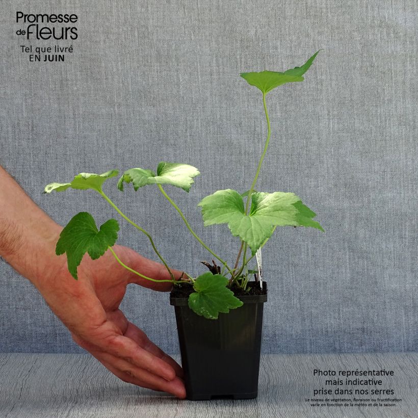Amostra de Anémona-do-japão Whirlwind - Anemone × hybrida Vaso de 8/9 cm tal como entregue no verão