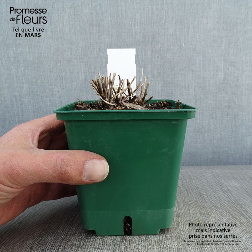 Amostra de Anémona-do-japão Whirlwind - Anemone × hybrida Vaso de 1,5 L/2 L tal como entregue no inverno