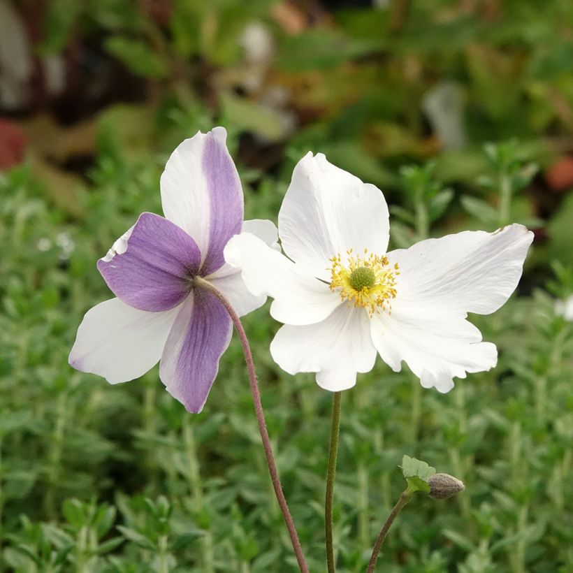 Anémona-do-japão Wild Swan - Anemone (Floração)