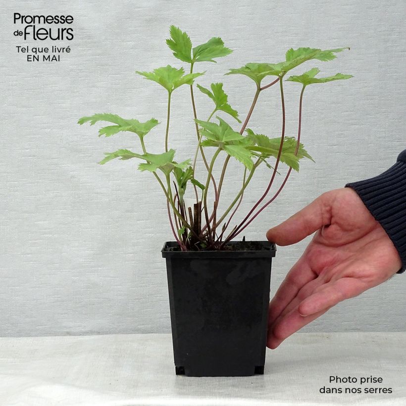 Amostra de Anémona-do-japão Wild Swan - Anemone Vaso de 8/9 cm tal como entregue na primavera