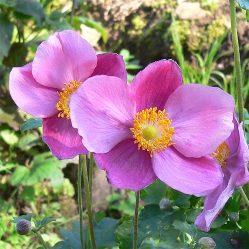 Anémona-do-japão Splendens - Anemone hupehensis var. japonica (Floração)