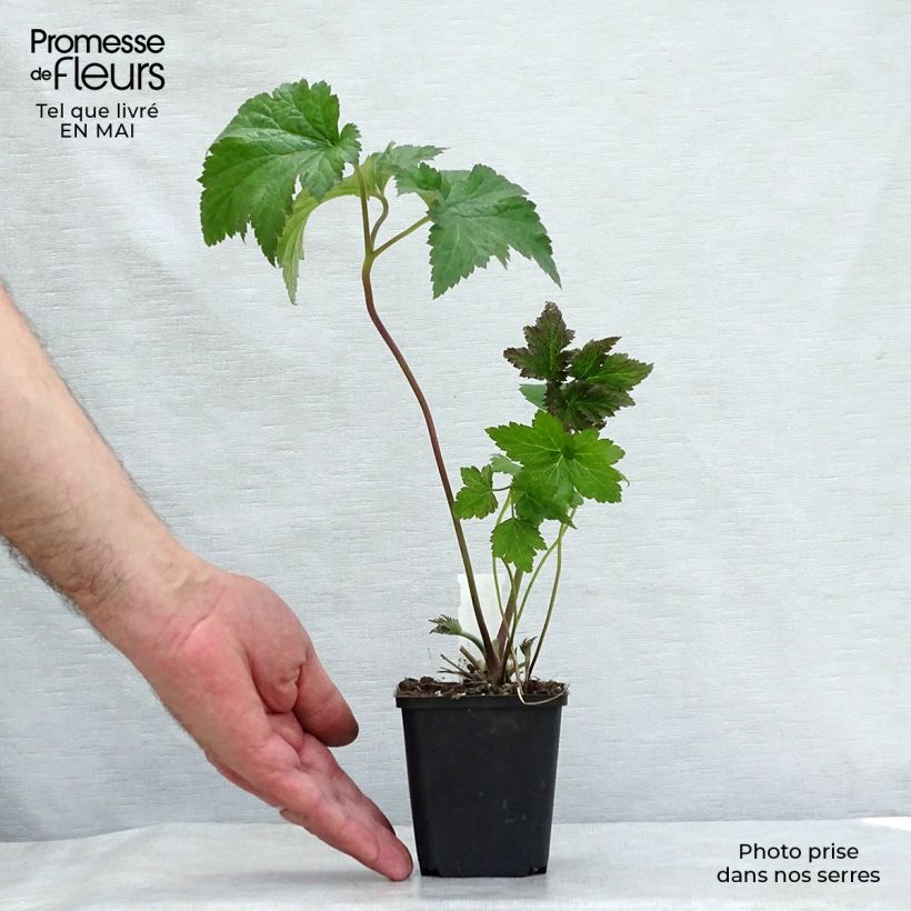 Amostra de Anémona-do-japão Serenade - Anemone × hybrida Vaso de 8/9 cm tal como entregue na primavera