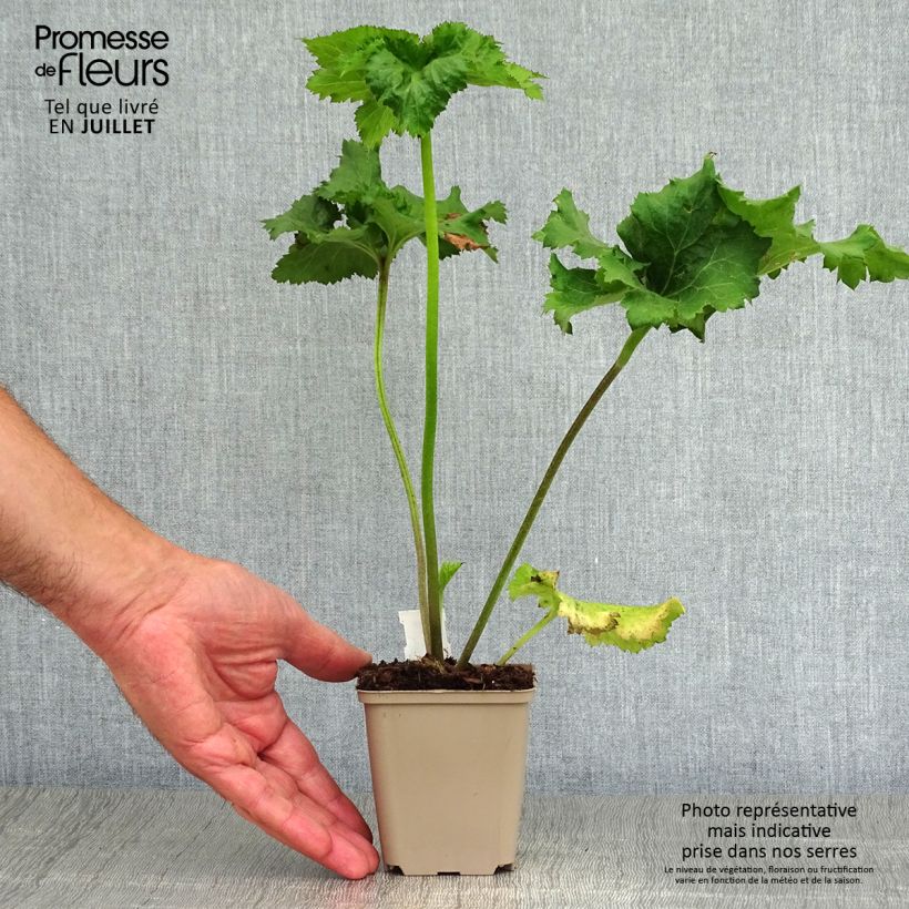 Amostra de Anémona-do-japão Serenade - Anemone × hybrida Vaso de 8/9 cm tal como entregue no verão