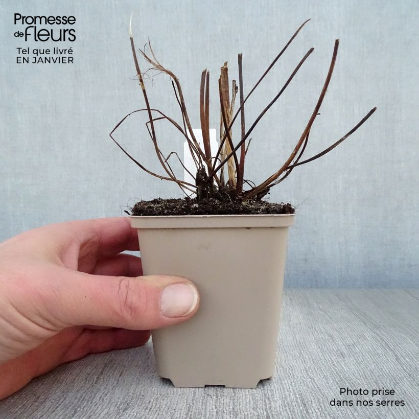 Amostra de Anémona-do-japão Serenade - Anemone × hybrida Vaso de 8/9 cm tal como entregue no inverno