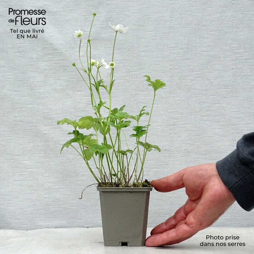 Amostra de Anemone leveillei Vaso de 8/9 cm tal como entregue na primavera