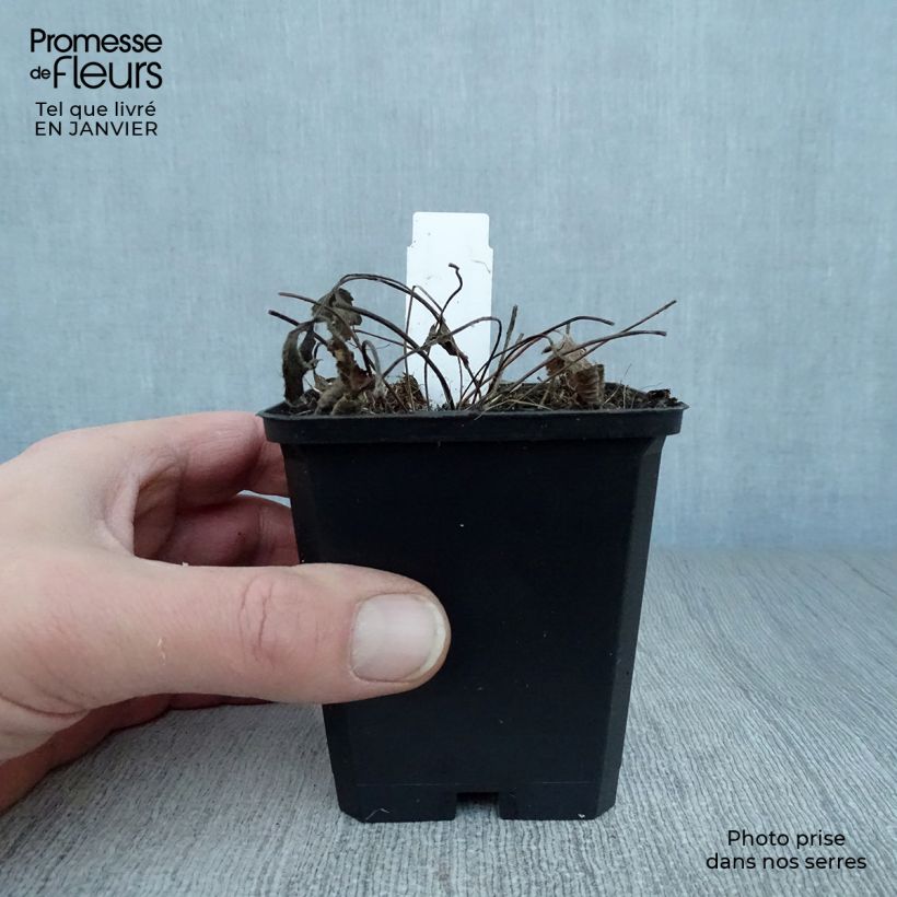 Amostra de Anemone leveillei Vaso de 8/9 cm tal como entregue no inverno