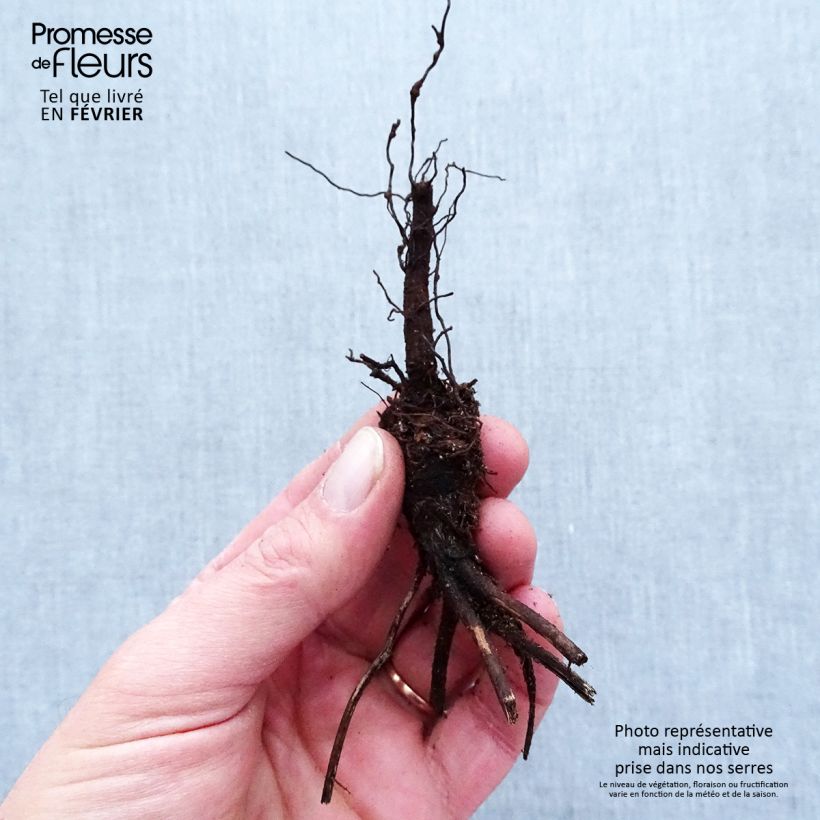 Amostra de Anemone leveillei Raízes nuas tal como entregue no inverno