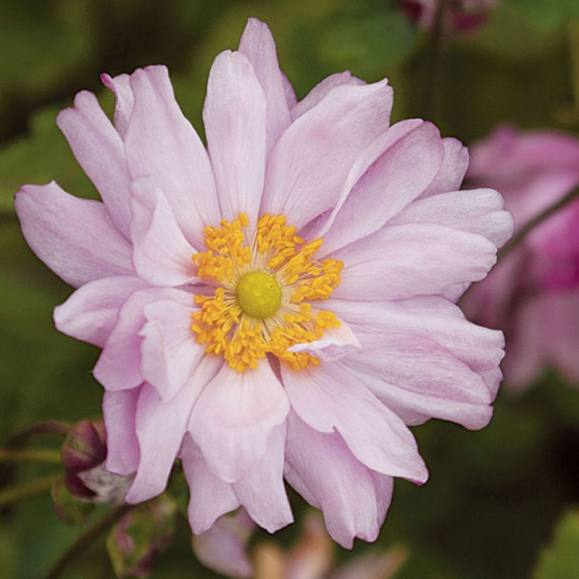Anémona-do-japão Mont Rose - Anemone × hybrida (Floração)