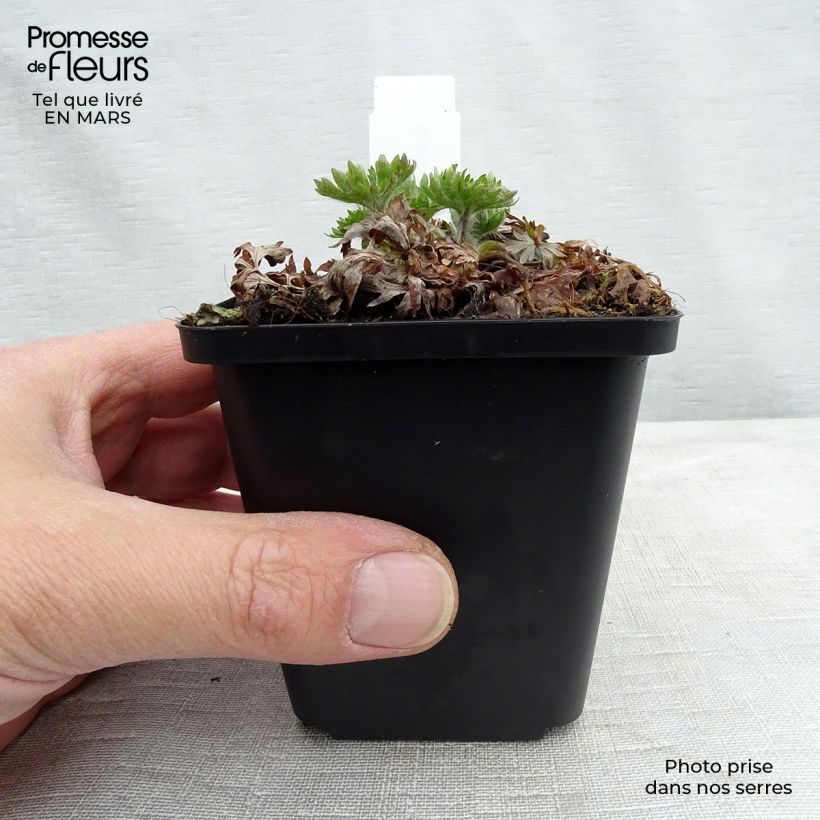 Amostra de Anemone multifida Major Vaso de 8/9 cm tal como entregue na primavera