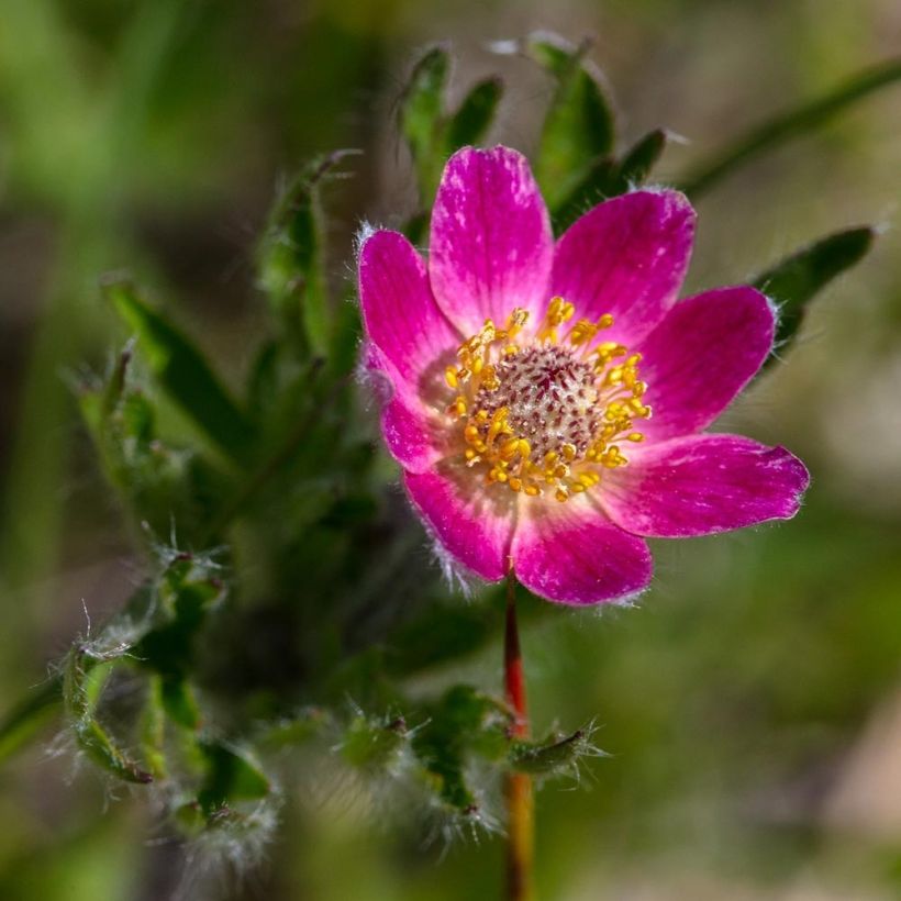 Anemone multifida Rosea (Floração)