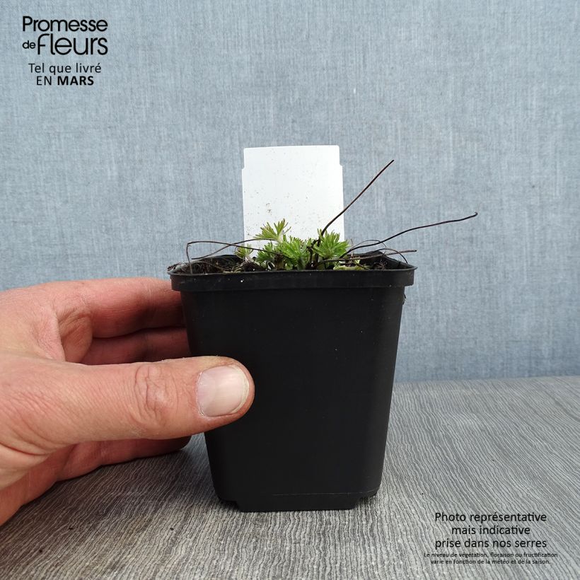 Amostra de Anemone multifida Rosea - Anémone multifide Vaso de 8/9 cm tal como entregue no inverno