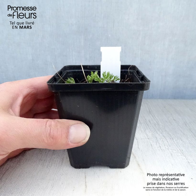 Amostra de Anemone multifida Rosea Vaso de 8/9 cm tal como entregue na primavera