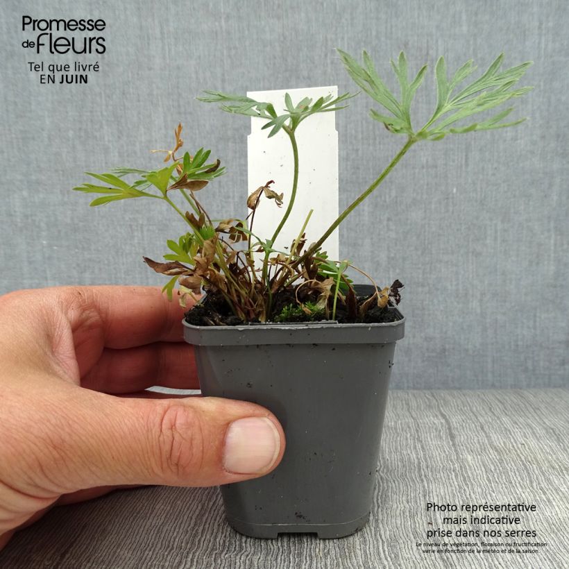Amostra de Anemone multifida Rubra Vaso de 8/9 cm tal como entregue no verão