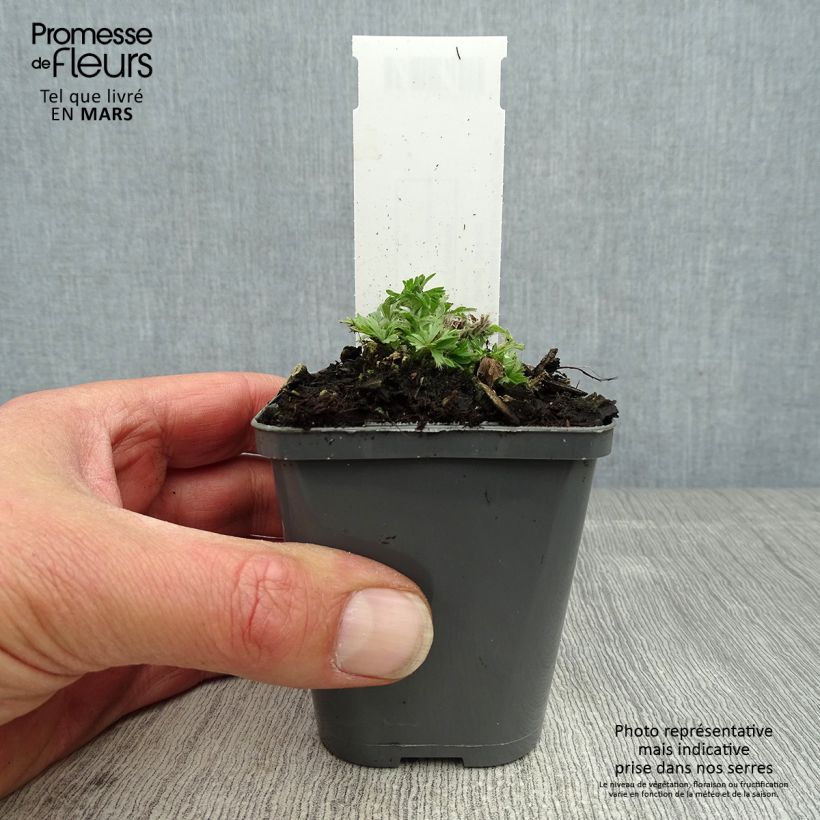 Amostra de Anemone multifida Rubra Vaso de 8/9 cm tal como entregue na primavera