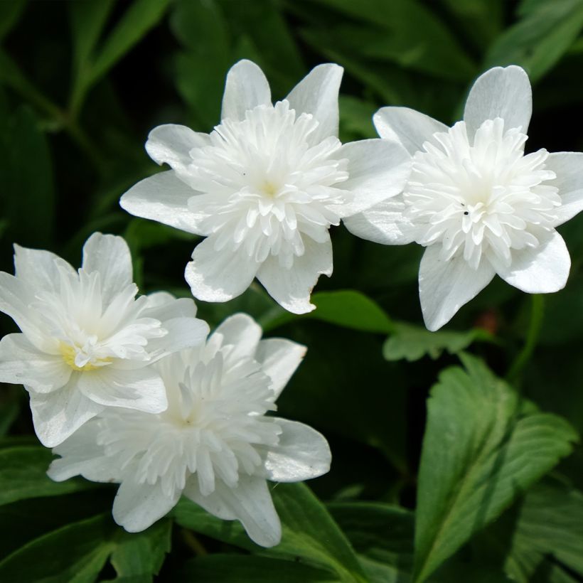 Anemone nemorosa Vestal (Floração)