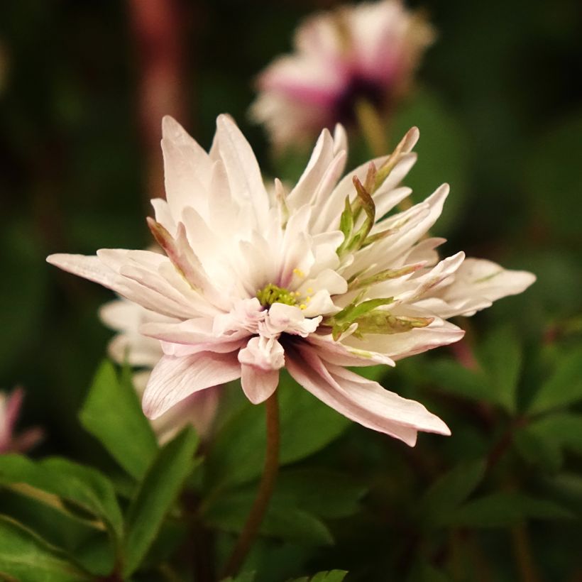 Anemone nemorosa Blue Eyes (Floração)
