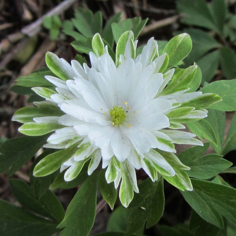Anemone nemorosa Bracteata Plena (Floração)