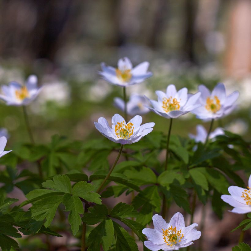 Anemone nemorosa Lucia (Hábito)