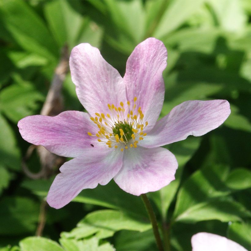 Anemone nemorosa Marie (Floração)