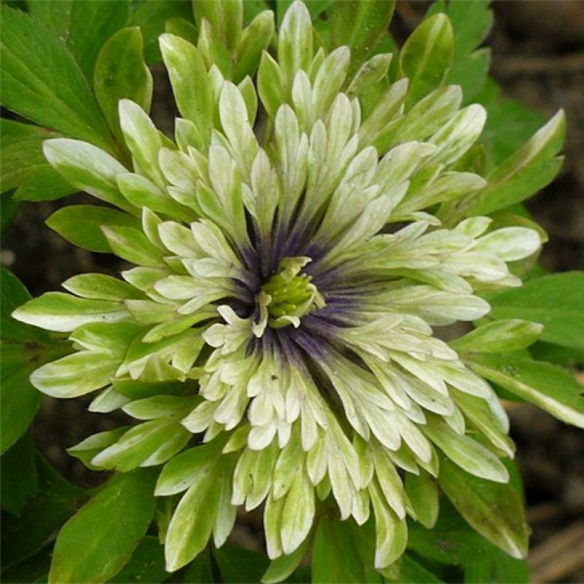 Anemone nemorosa Virescens (Floração)