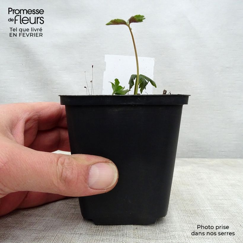 Amostra de Anemone nemorosa Vaso de 8/9 cm tal como entregue no inverno