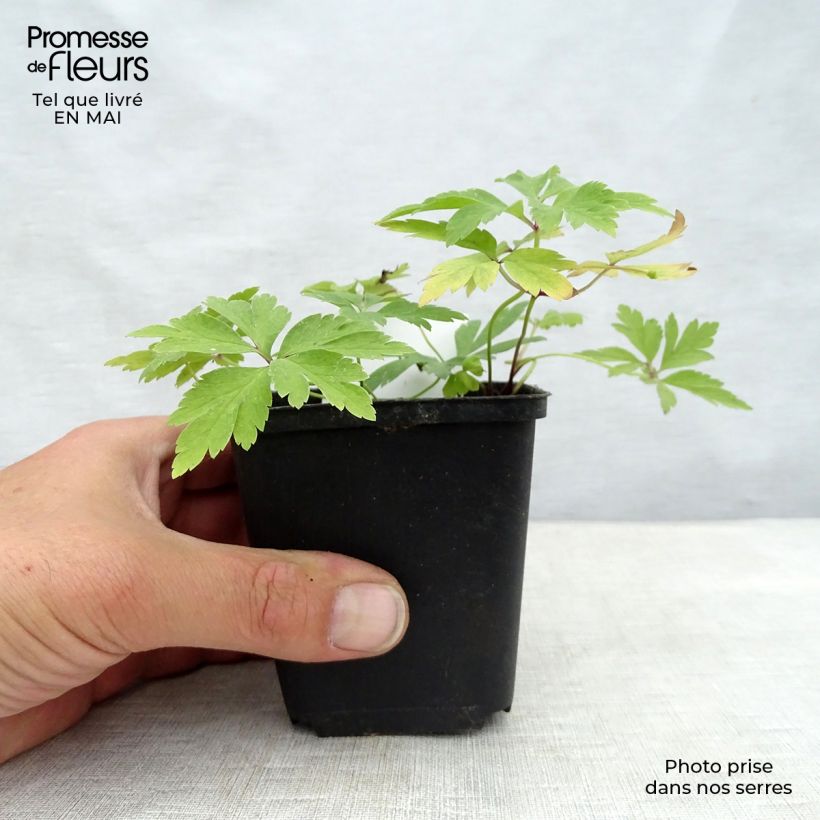 Amostra de Anemone nemorosa Vaso de 8/9 cm tal como entregue na primavera