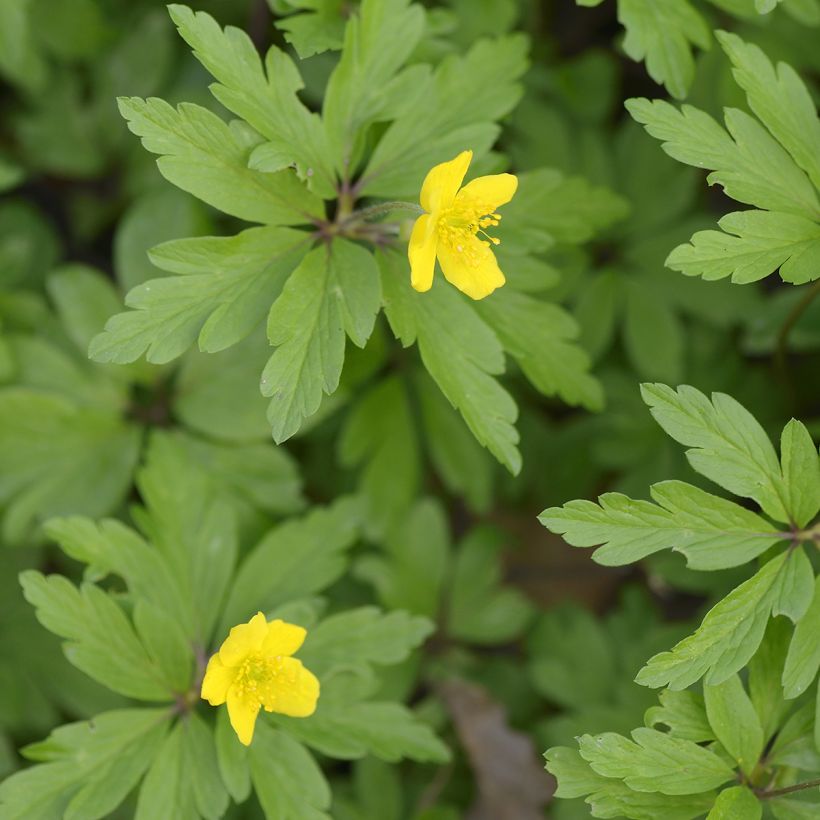 Anemone ranunculoides (Folhagem)