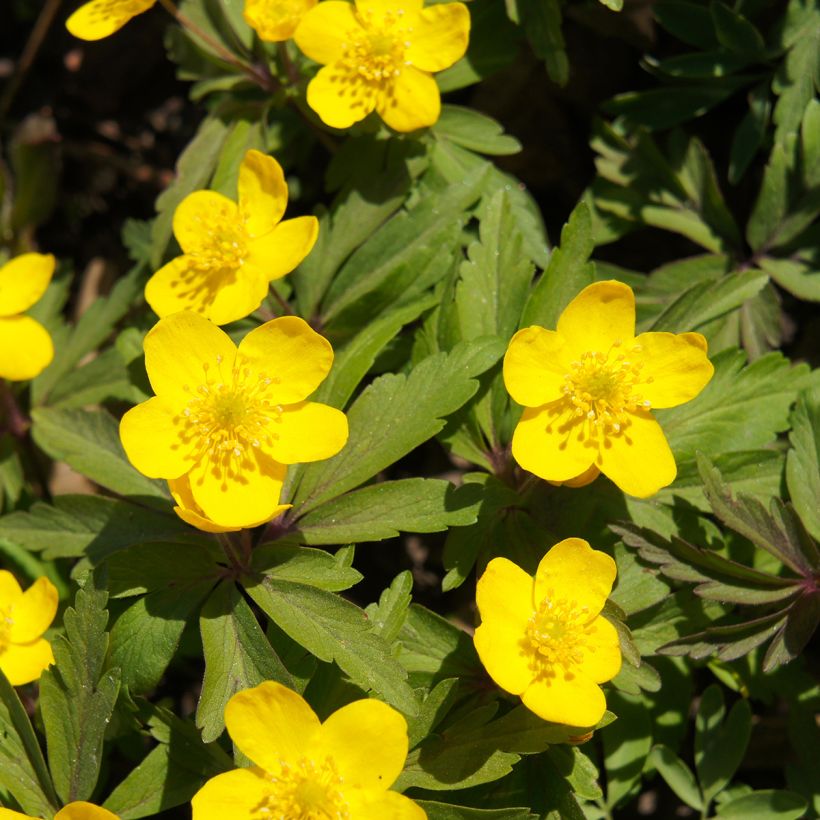 Anemone ranunculoides (Floração)