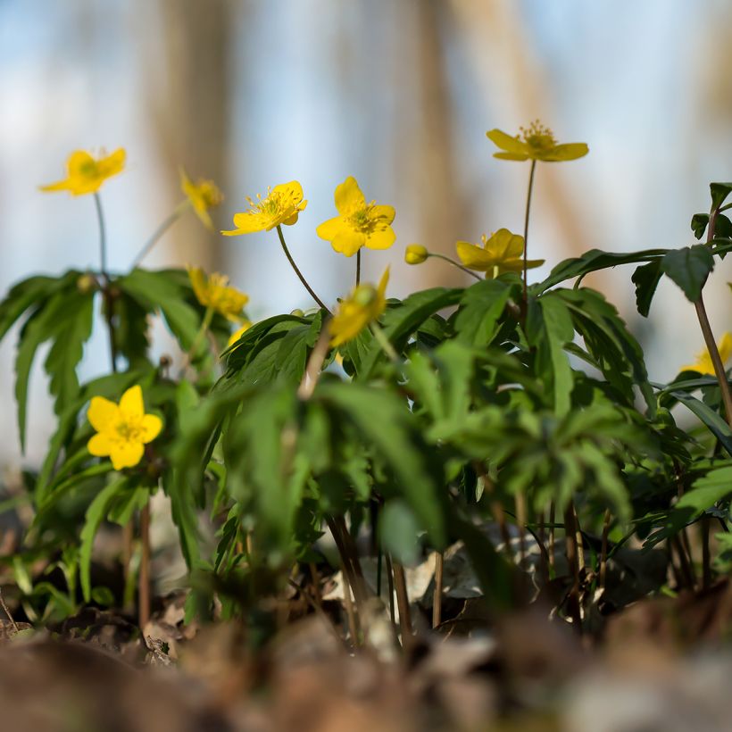 Anemone ranunculoides (Hábito)
