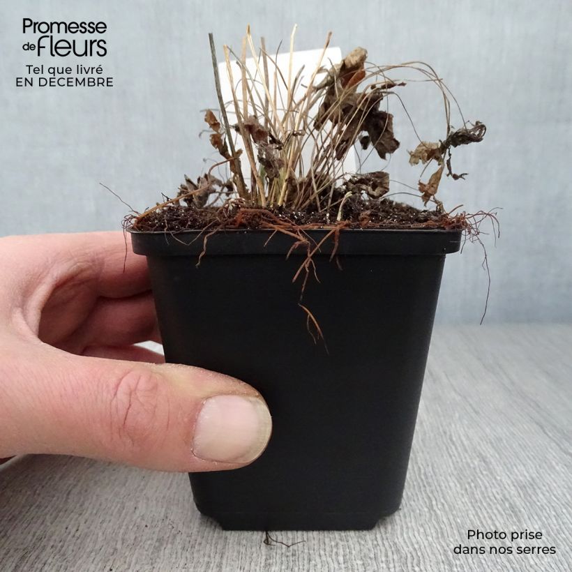 Amostra de Anémone sauvage - Anemone sylvestris Vaso de 8/9 cm tal como entregue no inverno