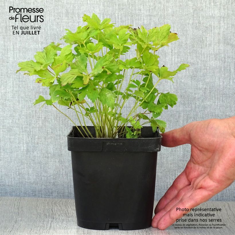 Amostra de Anemone sylvestris - Anémona-silvestre Vaso de 2 L/3 L tal como entregue no verão