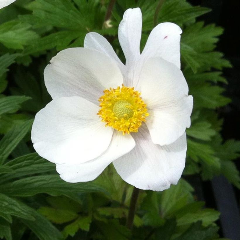 Anemone sylvestris - Anémona-silvestre (Floração)